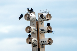 Purple Martin